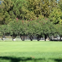 Fake Lawn Bermuda Dunes, California Putting Green