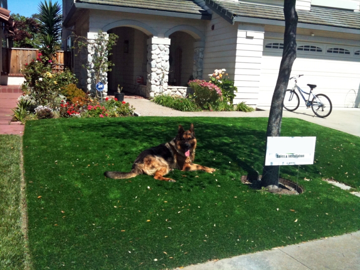 Fake Grass Carpet East Rancho Dominguez, California Landscape Ideas, Front Yard Design