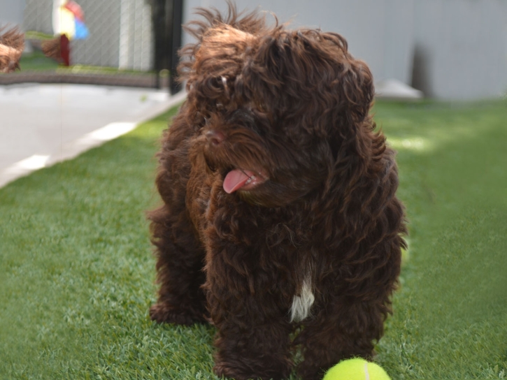 Fake Grass Carpet Valley Home, California Pet Grass, Dogs Park