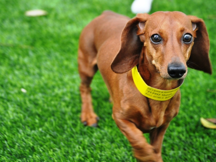 Synthetic Turf Lexington Hills, California Dog Hospital, Dogs Runs